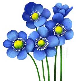 Иллюстрация голубые цветы 