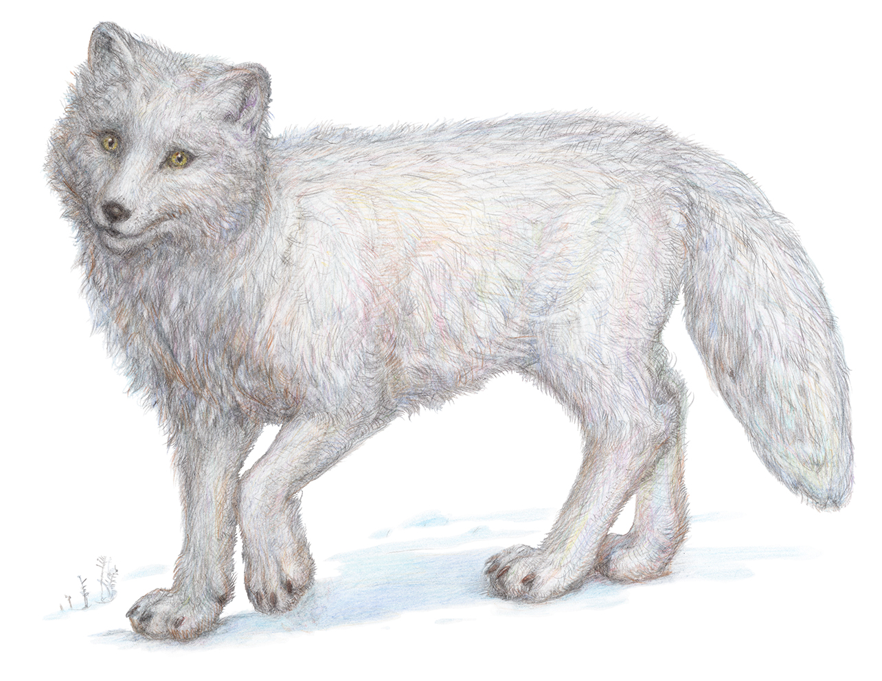 Из серии "Животные холодных регионов". 2025: часть 2.