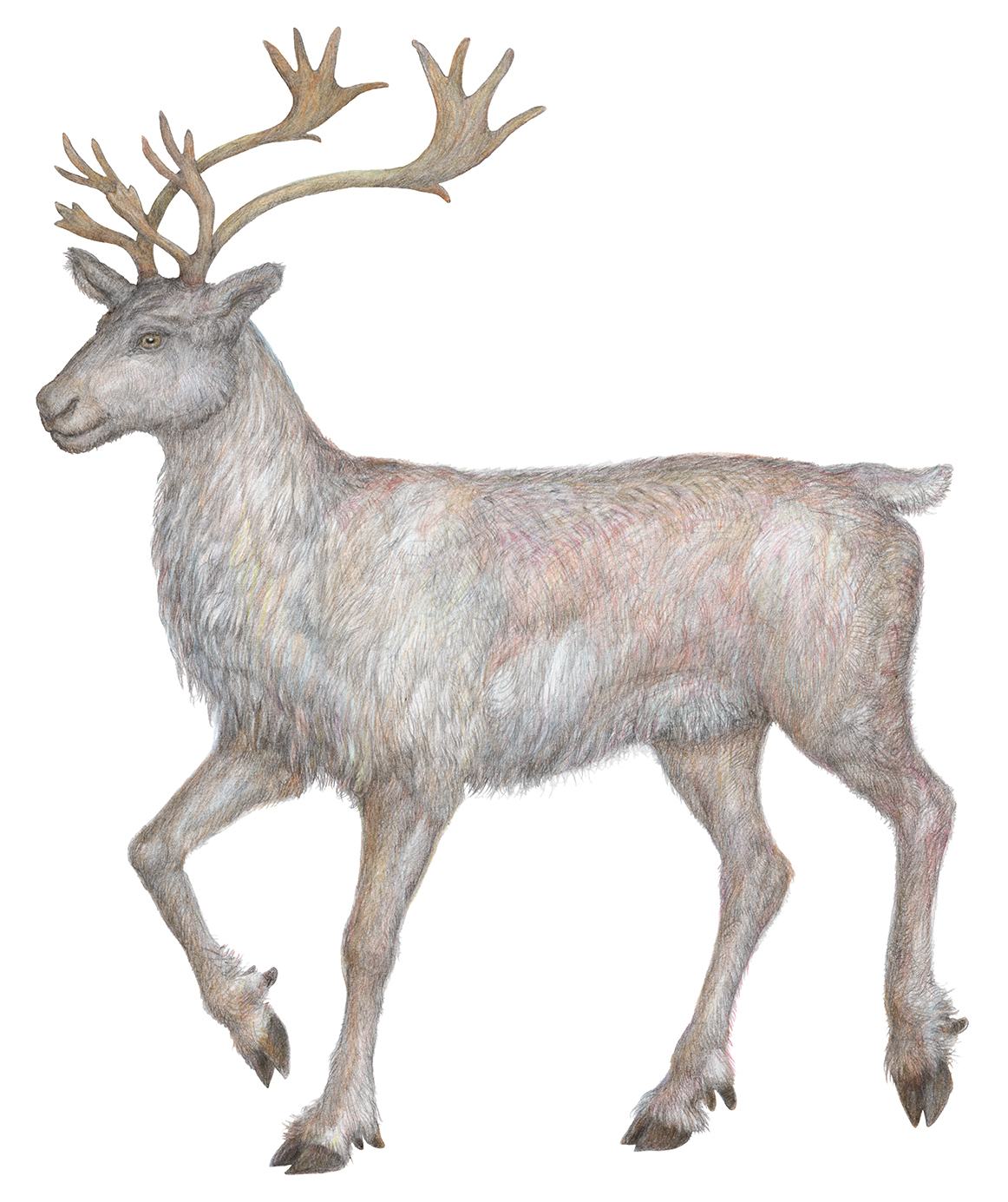 Из серии "Животные холодных регионов". 2025: часть 2.