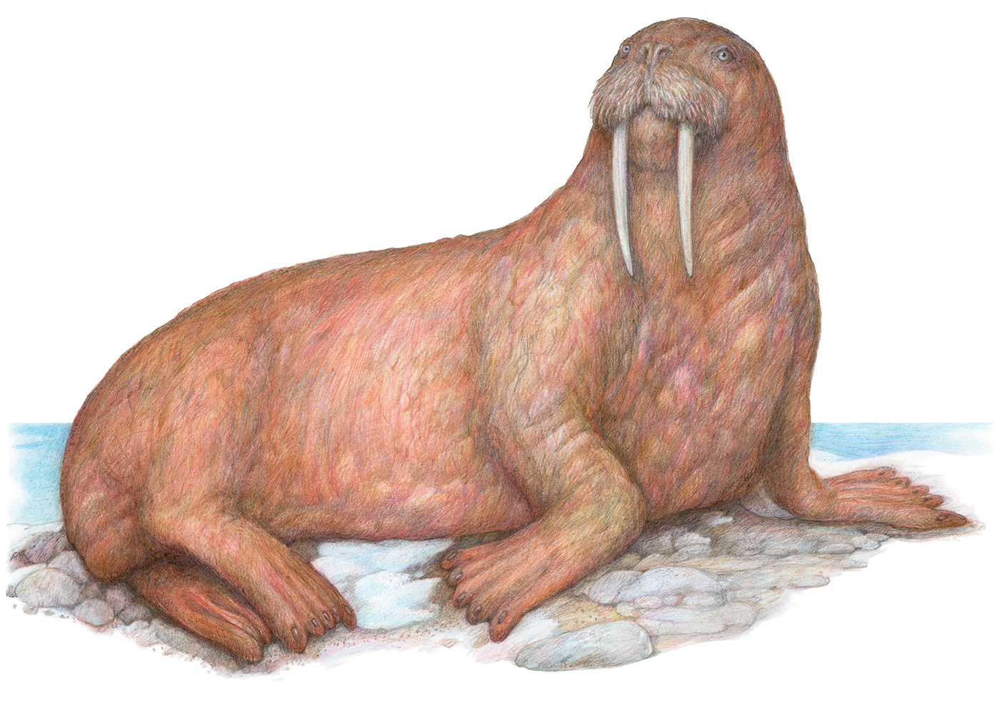 Из серии "Животные холодных регионов". 2025: часть 2.