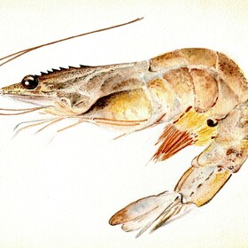 морская тема