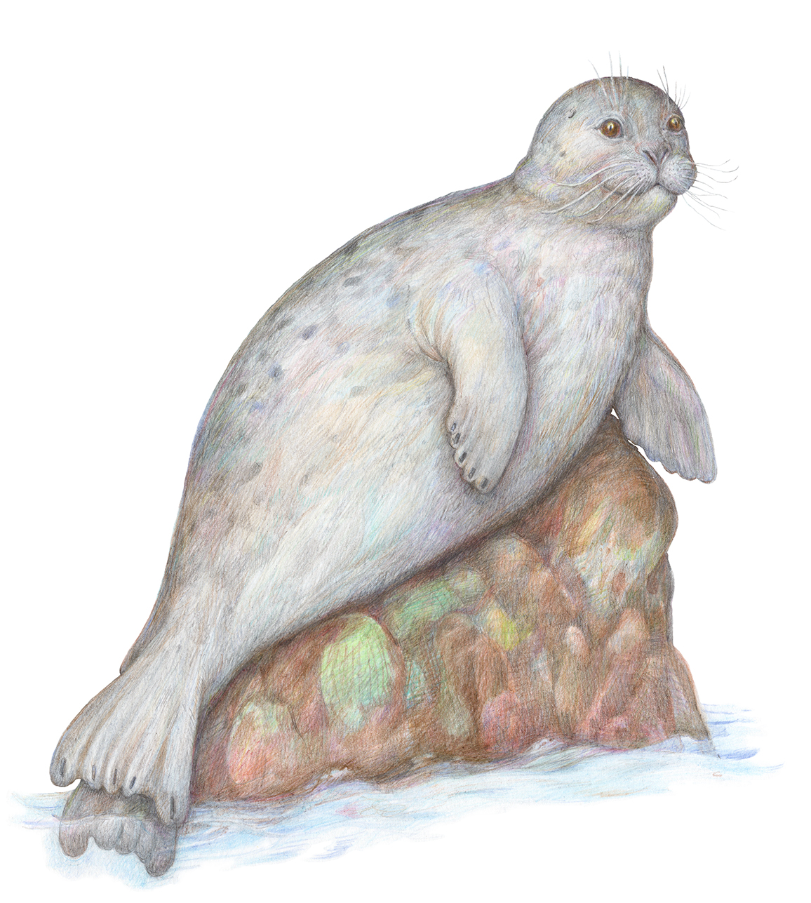 Из серии "Животные холодных регионов". 2025: часть 3.