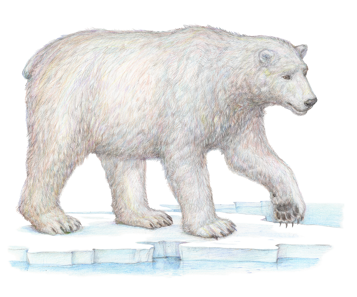 Из серии "Животные холодных регионов". 2025: часть 3.