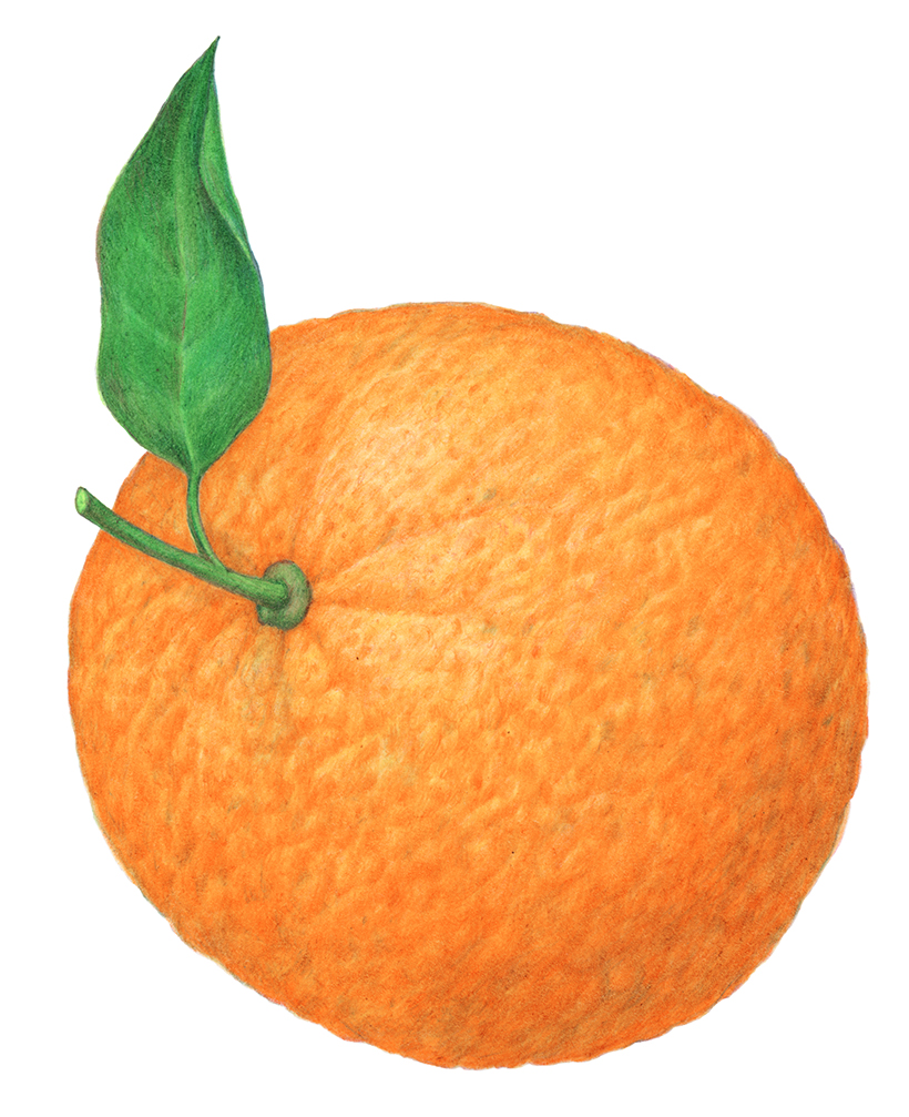 Из серии «Фрукты». 2025: часть 1.