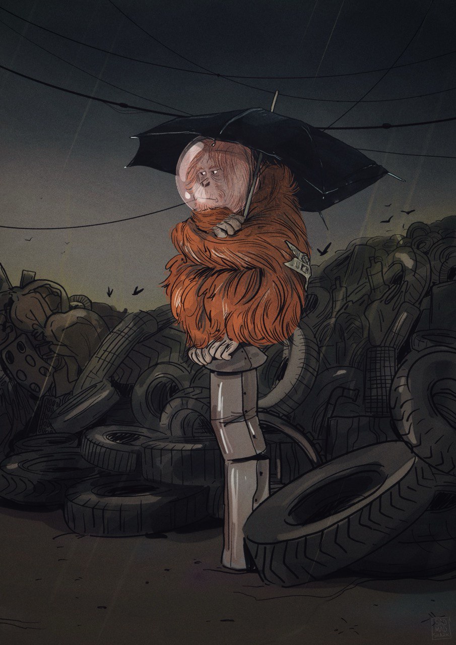 Where do animals live?