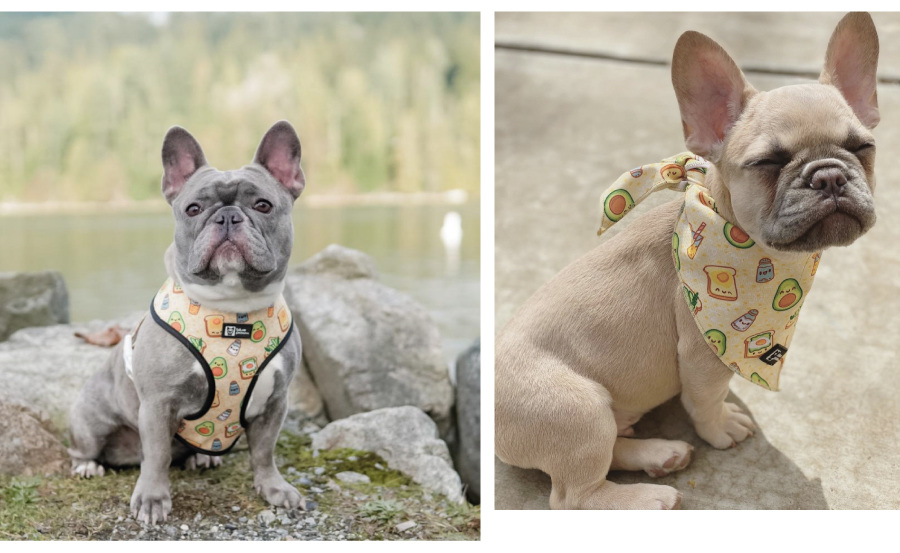 Паттерн для одежды для собачек