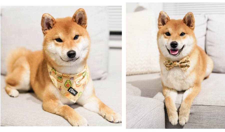 Паттерн для одежды для собачек