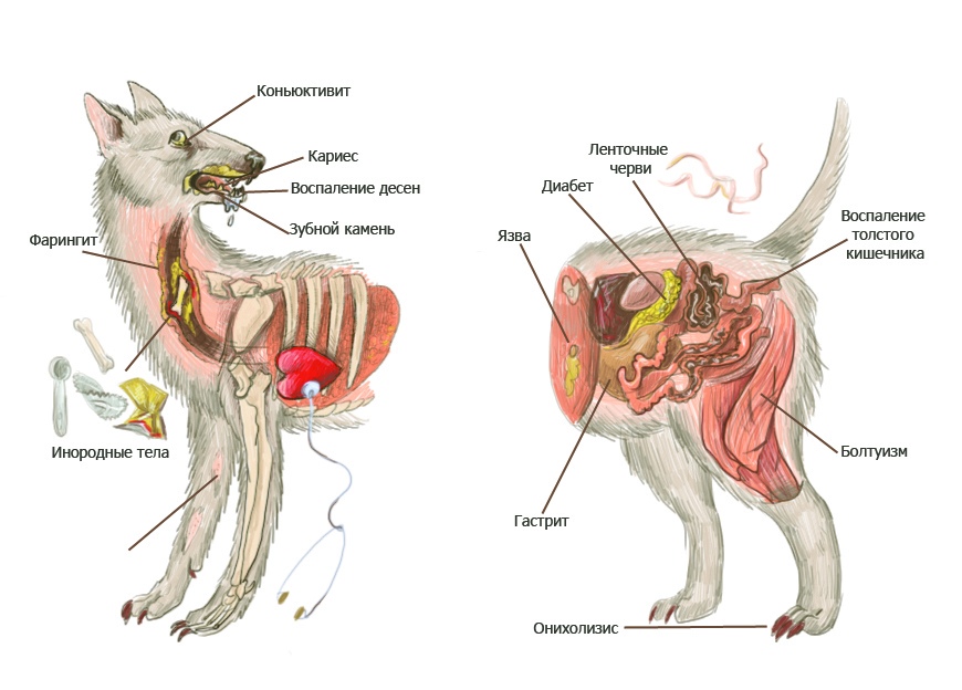 Авторский проект "как не надо заводить собаку"