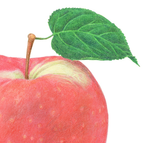 Из серии «Фрукты». 2025: часть 2.