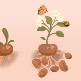 Картошка и жуки 