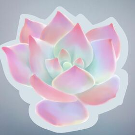 Суккуленты