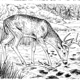 "Скауты в лесах"