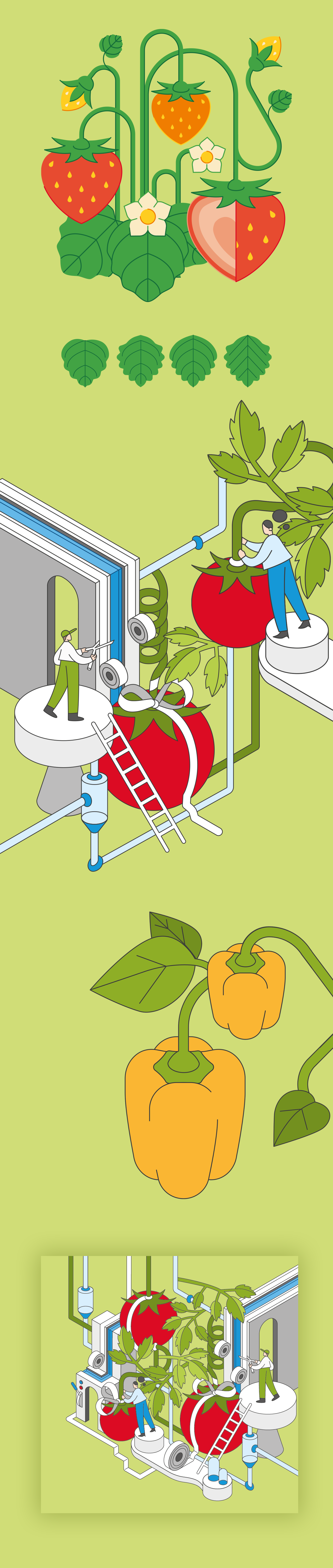 Овощные векторы для упаковочки