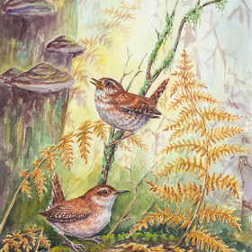 Крапивники, акварель