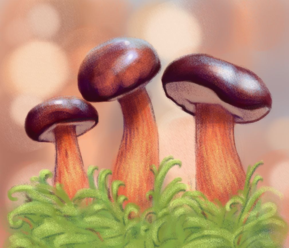 Ботанические зарисовки