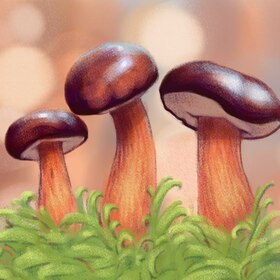 Ботанические зарисовки