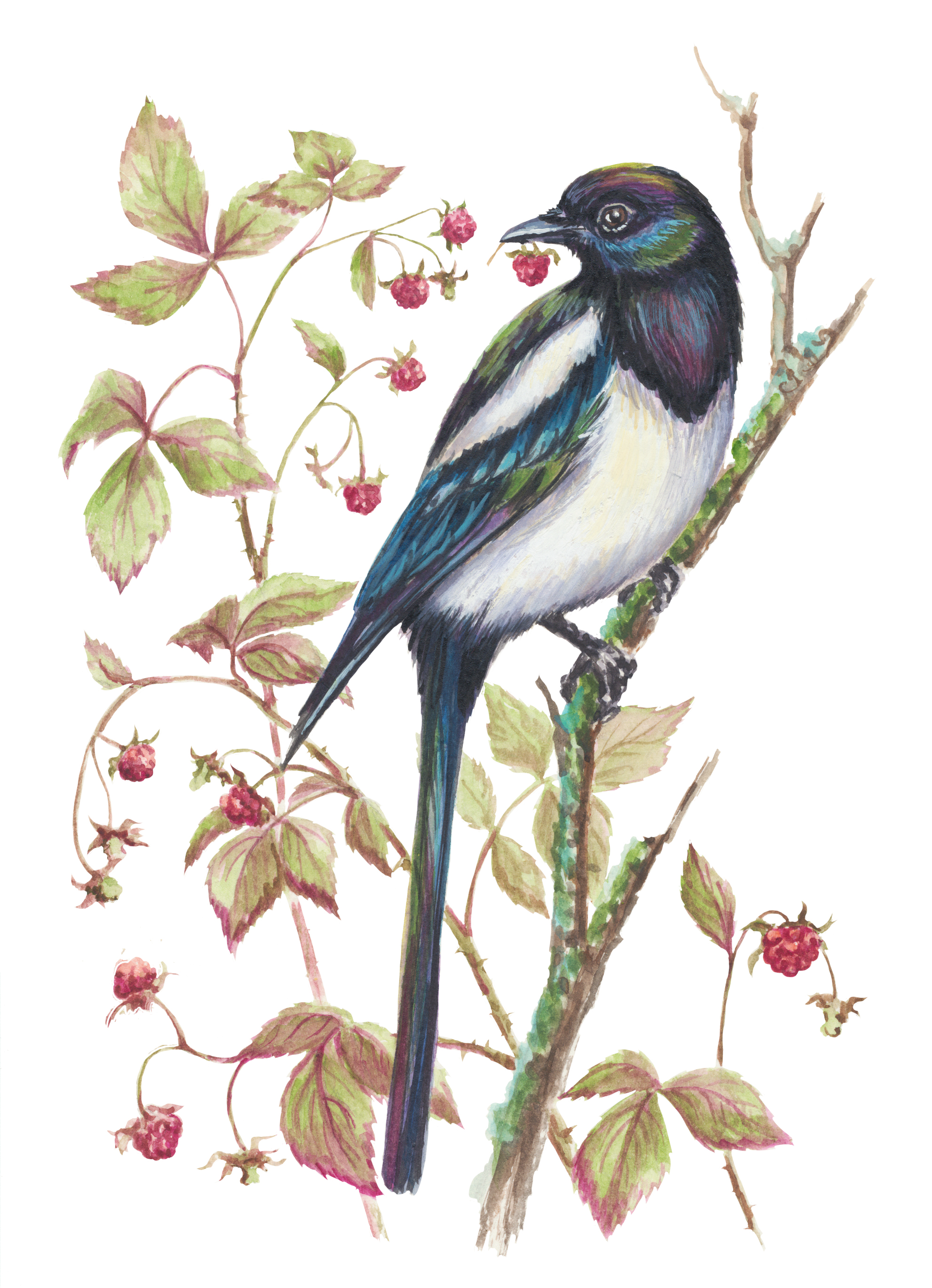 Иллюстрации "Ягоды и птицы"