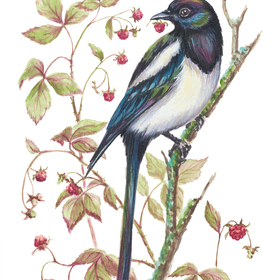 Иллюстрации "Ягоды и птицы"