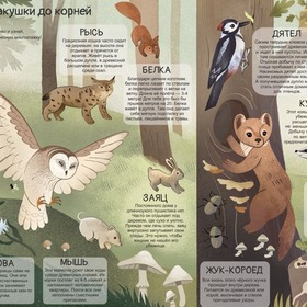 Виммельбух Времена года в лесу