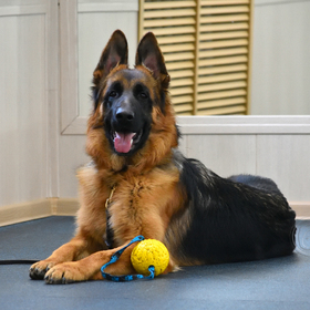 немецкие овчарки