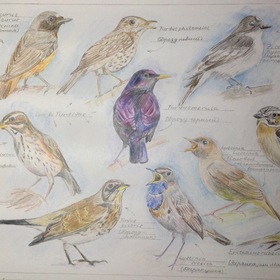 Птицы средней полосы России 