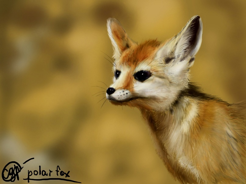 Фотореалистик тоддлеркон. Vulpes Zerda. Фотореалистик попикон. Vulpes Zerda купить