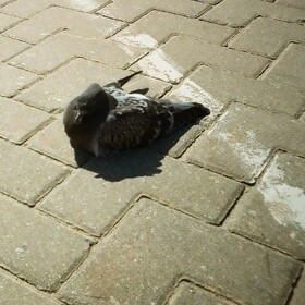 Цветная плёнка. Май 18