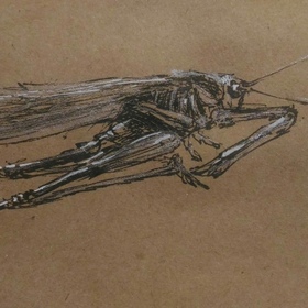 Наброски - Насекомые!