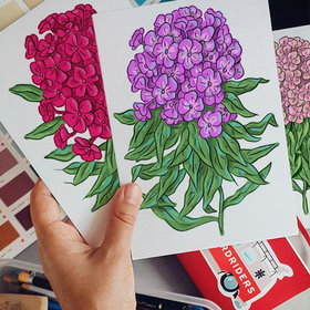 Иллюстрация для почтовых открыток "Флоксы"