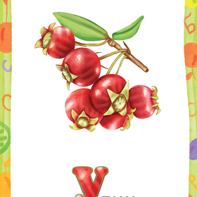 Угни, персик, слива. Иллюстрирование карточек