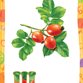 Ежевика, шиповник, земляника. Иллюстрирование карточек