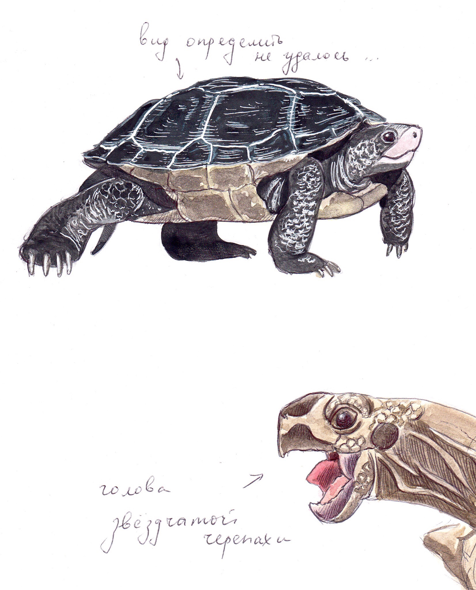 Черепаха рисунок скетч