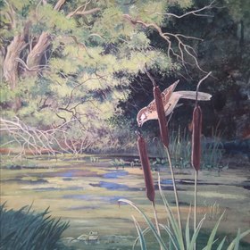 Рогоз, щавель, кислица и кувшинка