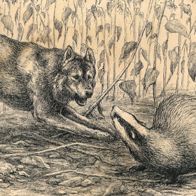 Охота с лайками