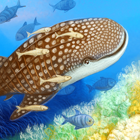 Для детского проекта - виды акул