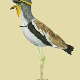 Птицы в шляпах2