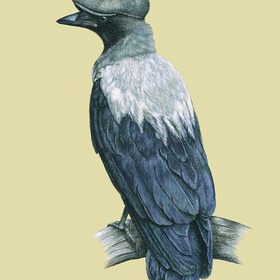 Птицы в шляпах3