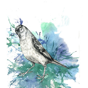 Племя воробьиное.