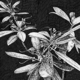 Рододендрон гибридный