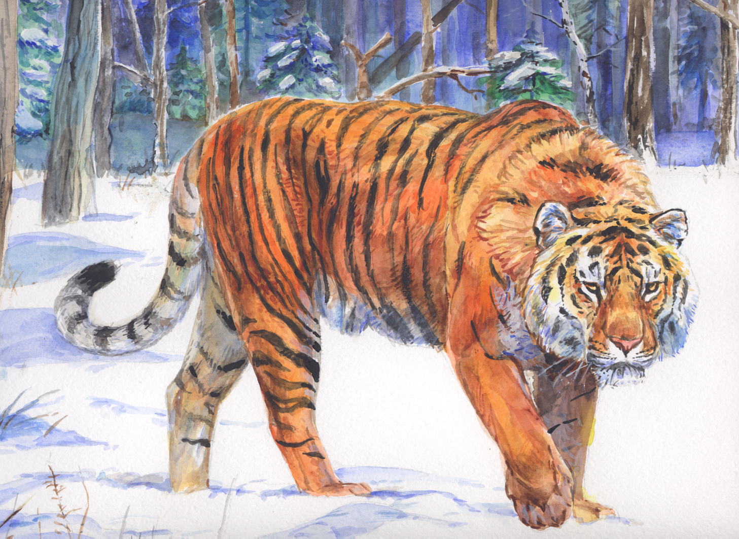 Срисовать Амурского тигра