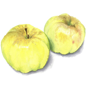 Фрукты и овощи