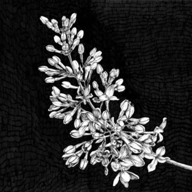 Сирень обыкновенная