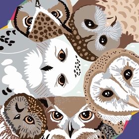 Дизайн - проект по навигации совиного фестиваля.