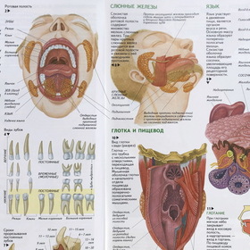 Атлас анатомии и физиологии человека