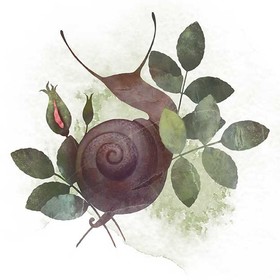 Улитка и розовый куст