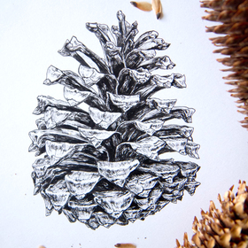 Шишка сосны Торри (Pinus Torreyana)