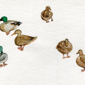 Зарисовки в зоопарке