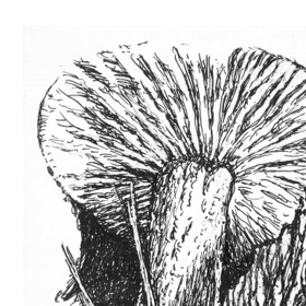 Ягоды грибы