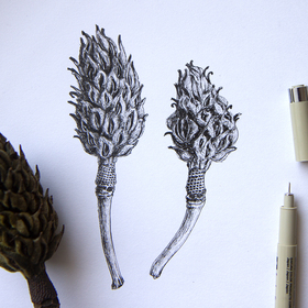 Соплодия Магнолии Суланжа