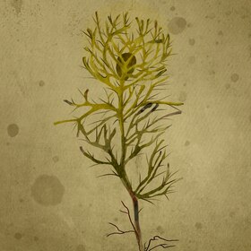 Цветы Красной Книги Украины